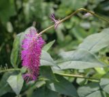 Sanguisorba obtusa. Соцветие. Москва, Аптекарский огород, в культуре. 03.09.2021.