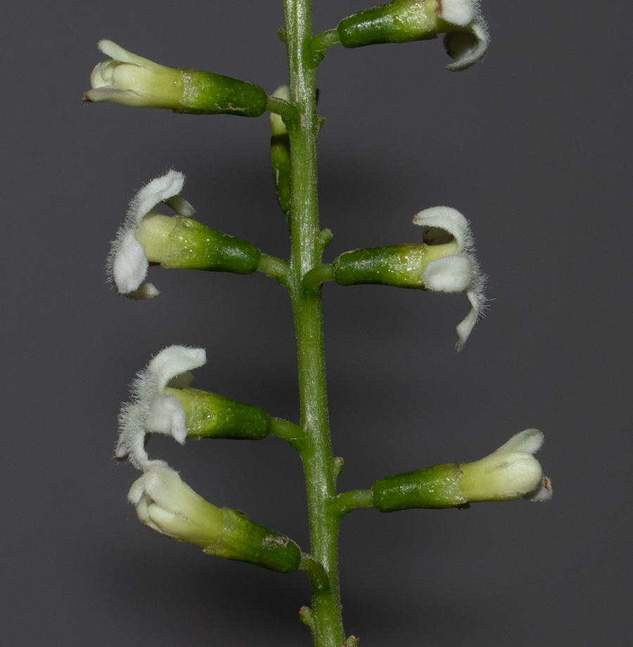 Изображение особи Citharexylum spinosum.