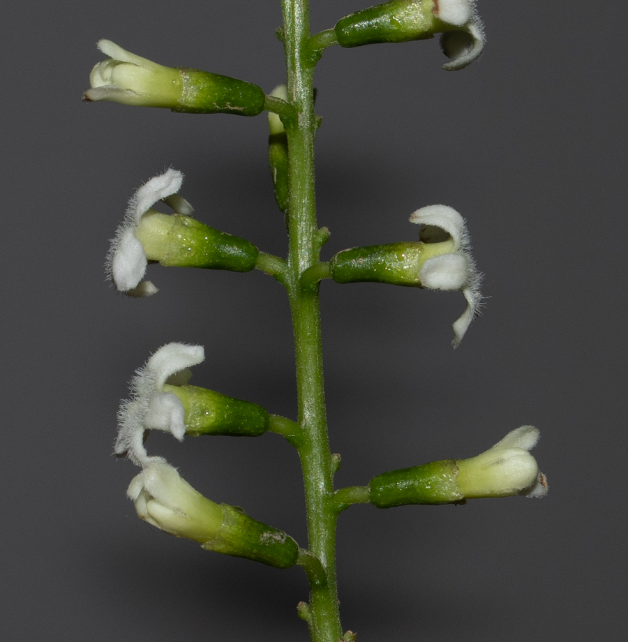 Image of Citharexylum spinosum specimen.