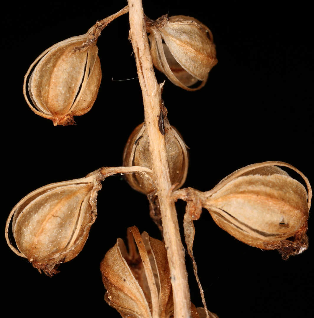 Image of Goodyera repens specimen.