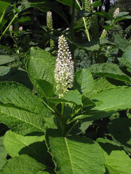Image of Phytolacca acinosa specimen.
