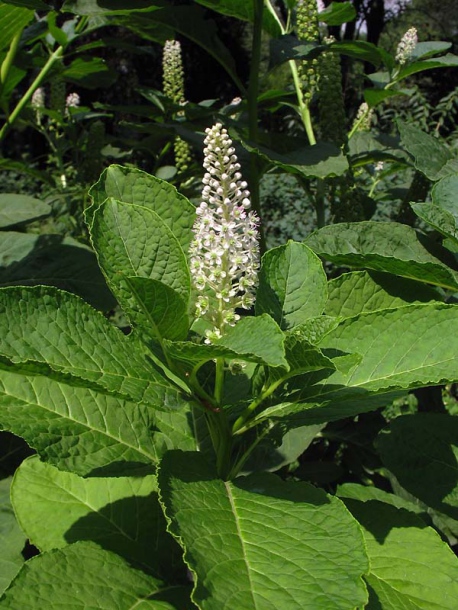 Изображение особи Phytolacca acinosa.