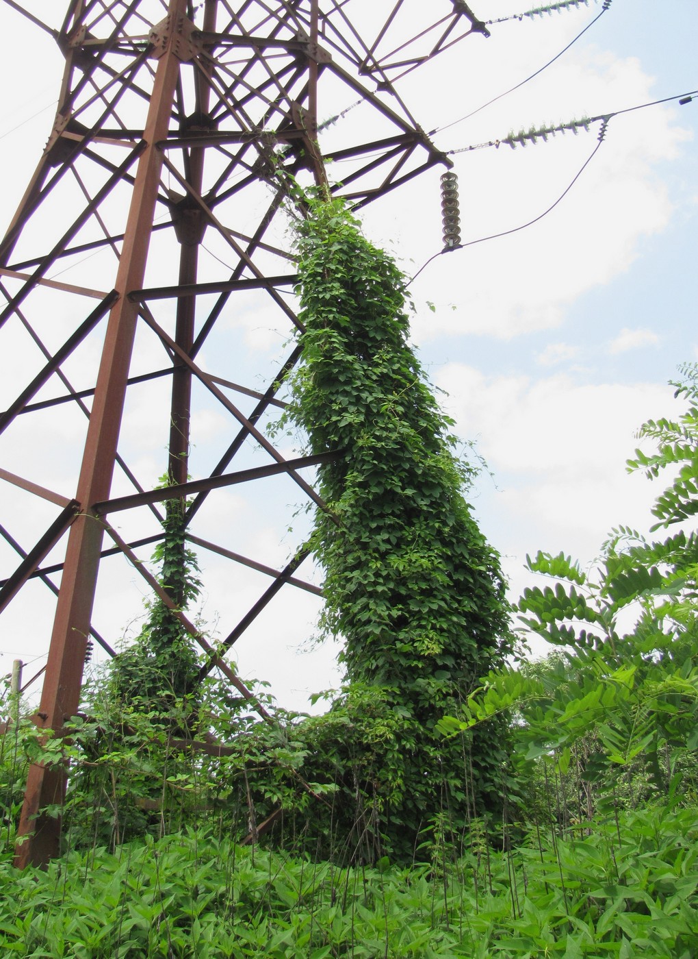 Изображение особи Humulus lupulus.