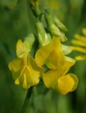 Lathyrus pratensis. Соцветие. Московская обл., Талдомский р-н, окр. пгт Запрудня, смешанный лес между Дмитровским шоссе и железной дорогой, просека под ЛЭП. 22.06.2021.