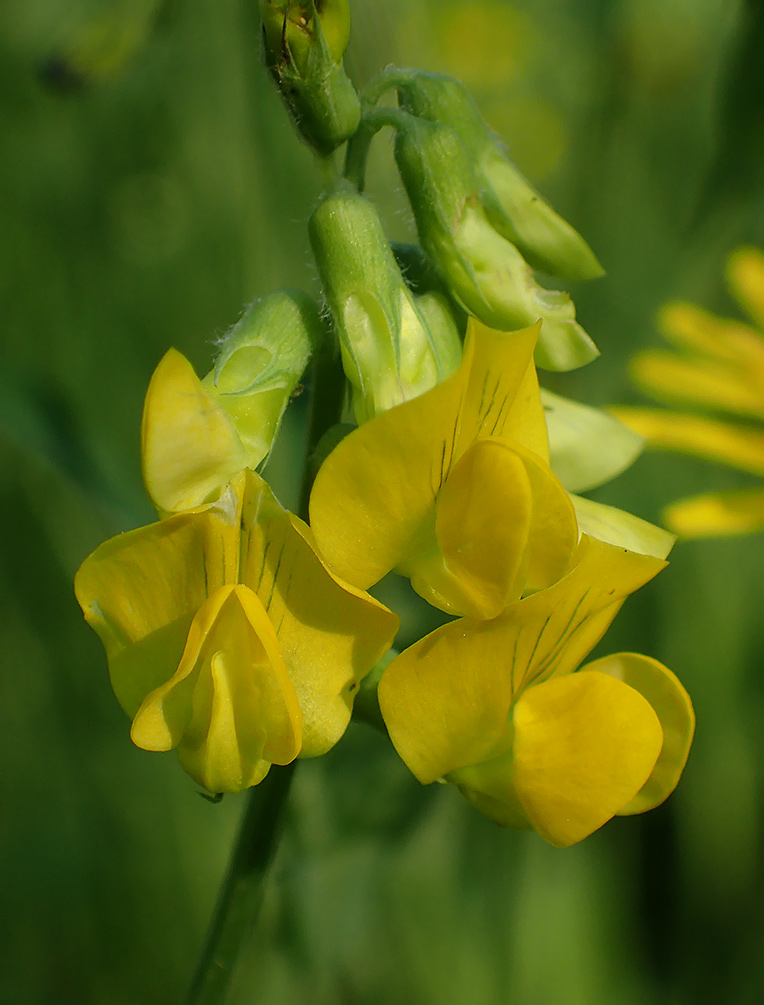 Изображение особи Lathyrus pratensis.