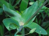 Cerastium perfoliatum