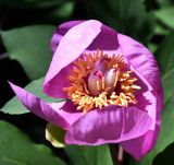 Paeonia mascula