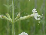 Silene viscosa