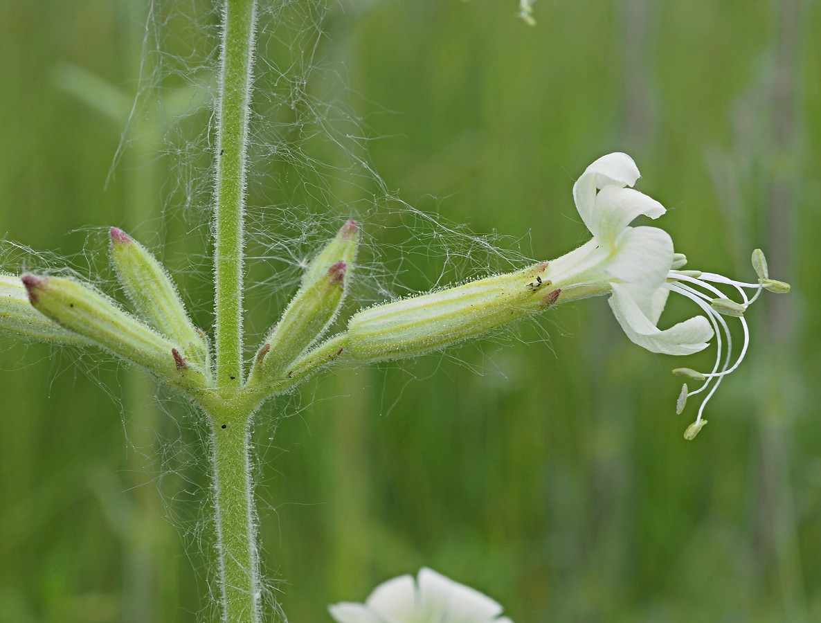 Image of Silene viscosa specimen.