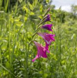 Gladiolus tenuis