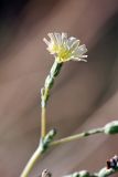 Lactuca serriola. Соцветие. Южный Казахстан, нижний Боролдай, 2 км выше пос. Коктюбе. 23.06.2010.