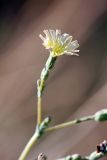 Lactuca serriola