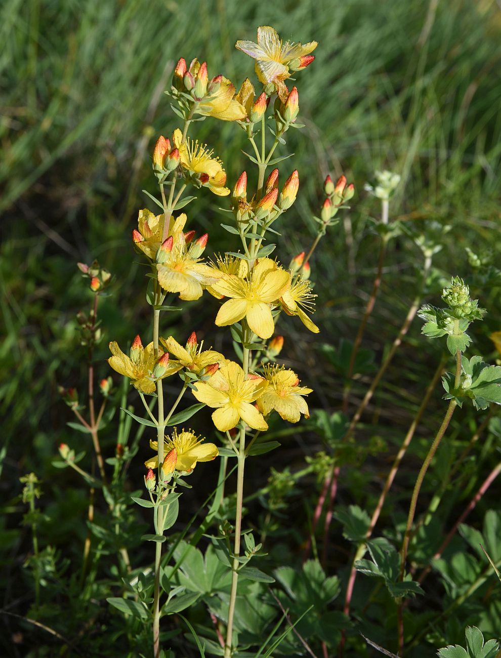 Изображение особи Hypericum linarioides.