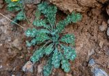 Glaucium squamigerum