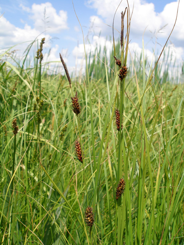 Image of Carex melanostachya specimen.