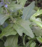 Ajuga genevensis