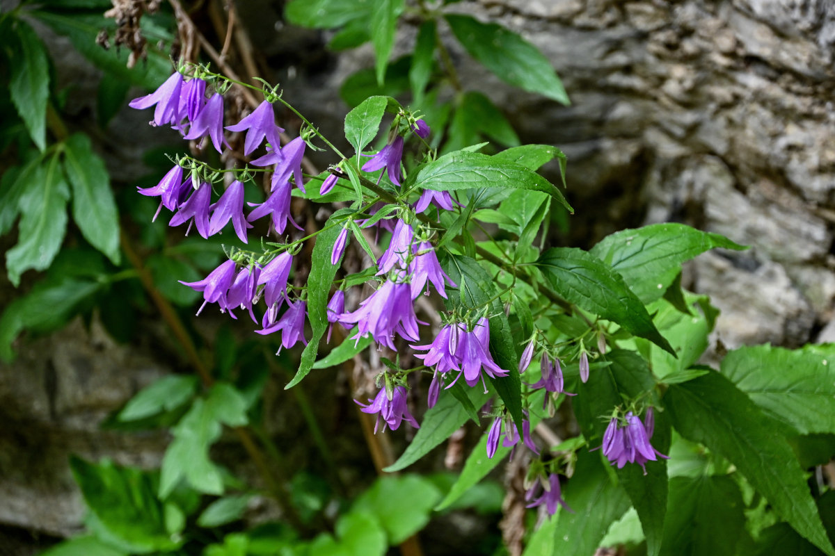 Image of Campanula rapunculoides specimen.