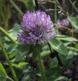 Trifolium pratense. Верхушка цветущего растения. Ханты-Мансийский автономный округ — Югра, Октябрьский р-н, сельское поселение Курымкары, окр. пос. Горнореченск, правый берег р. Обь, разнотравный луг. 03.09.2022.