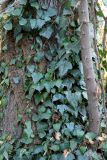 Hedera colchica