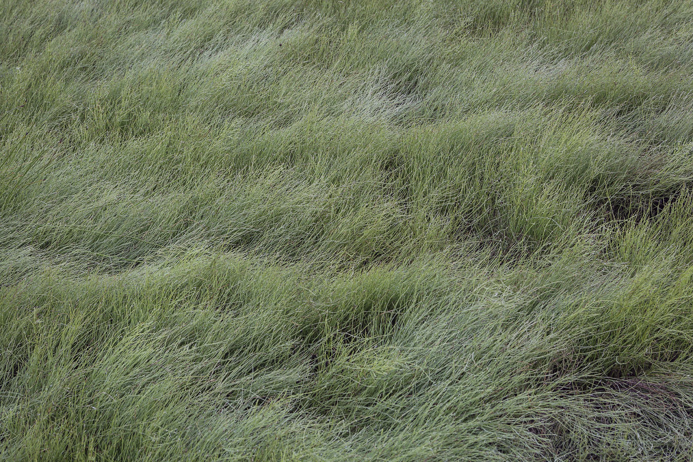 Image of Equisetum arvense specimen.