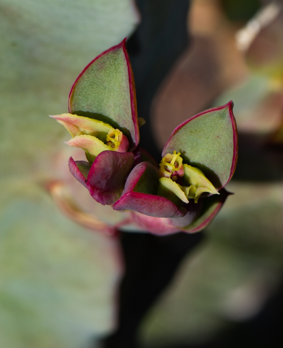 Image of Euphorbia neococcinea specimen.