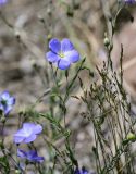 Linum altaicum