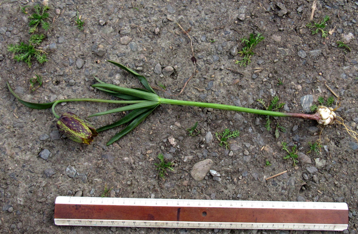 Image of Fritillaria sajanensis specimen.