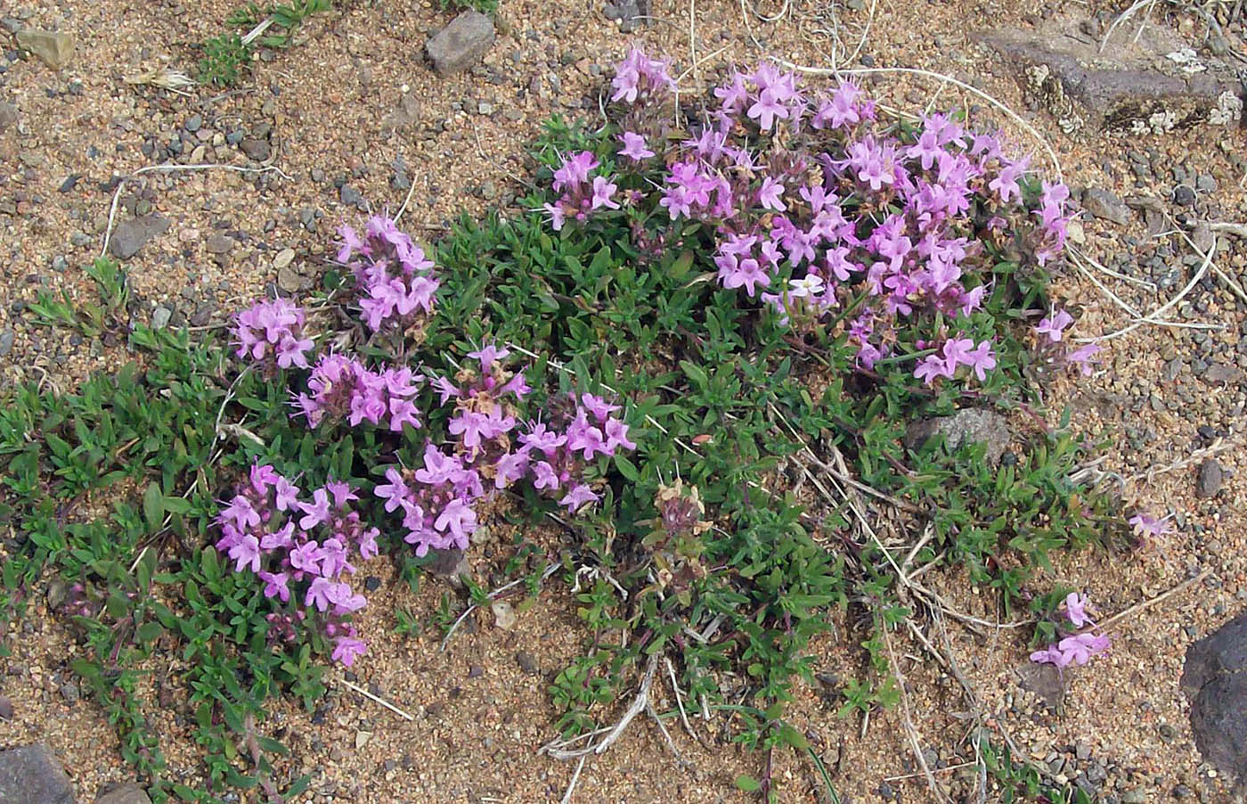 Изображение особи Thymus gobicus.