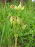 Primula pallasii. Аномальное (двухъярусное) соплодие. Окр. Томска, лесной луг. 13.06.2010.