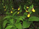 Cypripedium calceolus