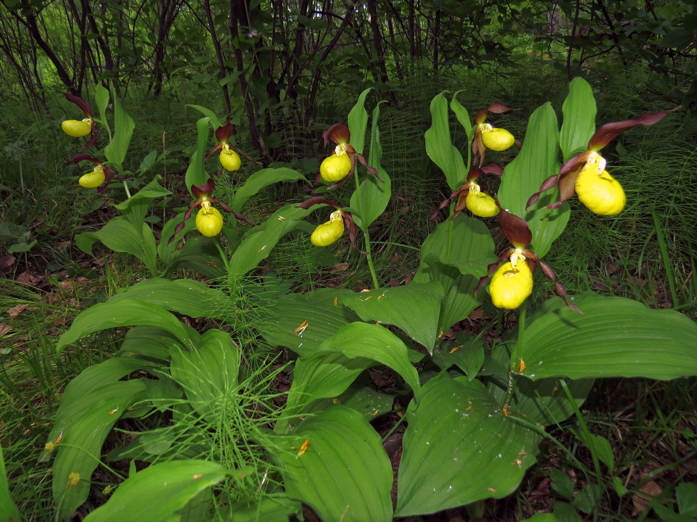 Изображение особи Cypripedium calceolus.