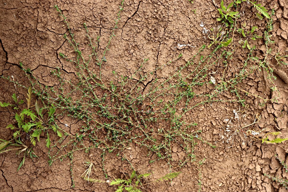 Image of Polygonum calcatum specimen.