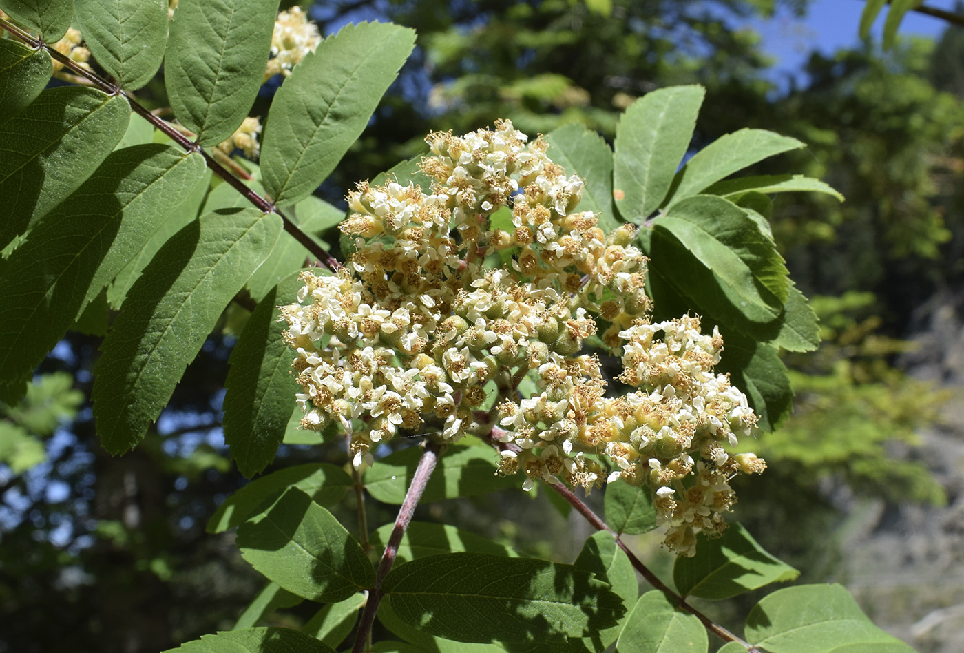 Image of Sorbus aucuparia specimen.