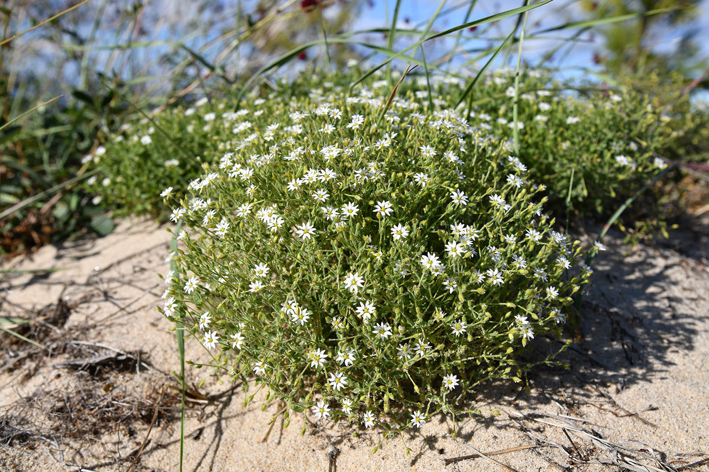 Image of Stellaria dichotoma specimen.