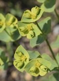 Euphorbia segetalis. Соцветия. Испания, автономное сообщество Каталония, провинция Жирона, комарка Баш Эмпорда, муниципалитет Калонже, кромка пашни. 05.03.2023.