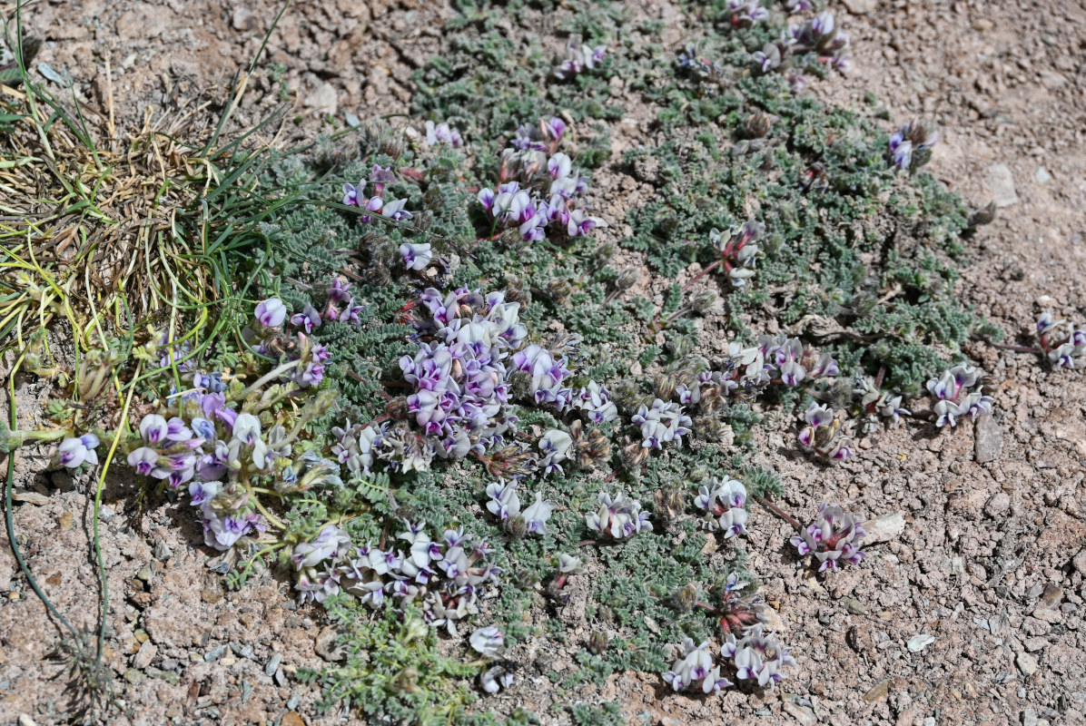 Image of Oxytropis alajica specimen.