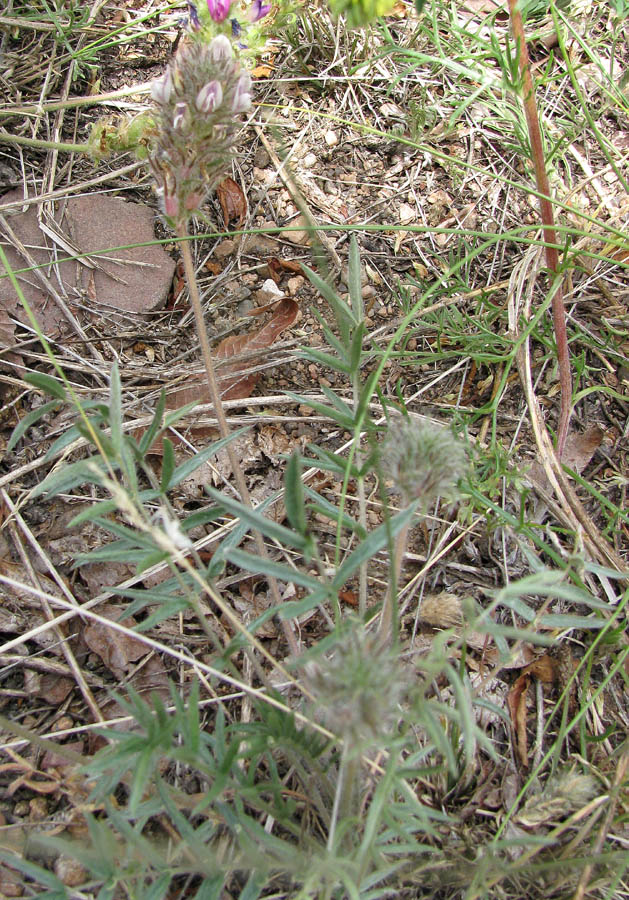 Изображение особи Oxytropis tompudae.