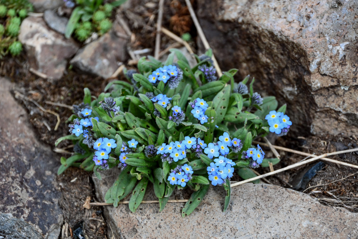 Изображение особи Myosotis alpestris.