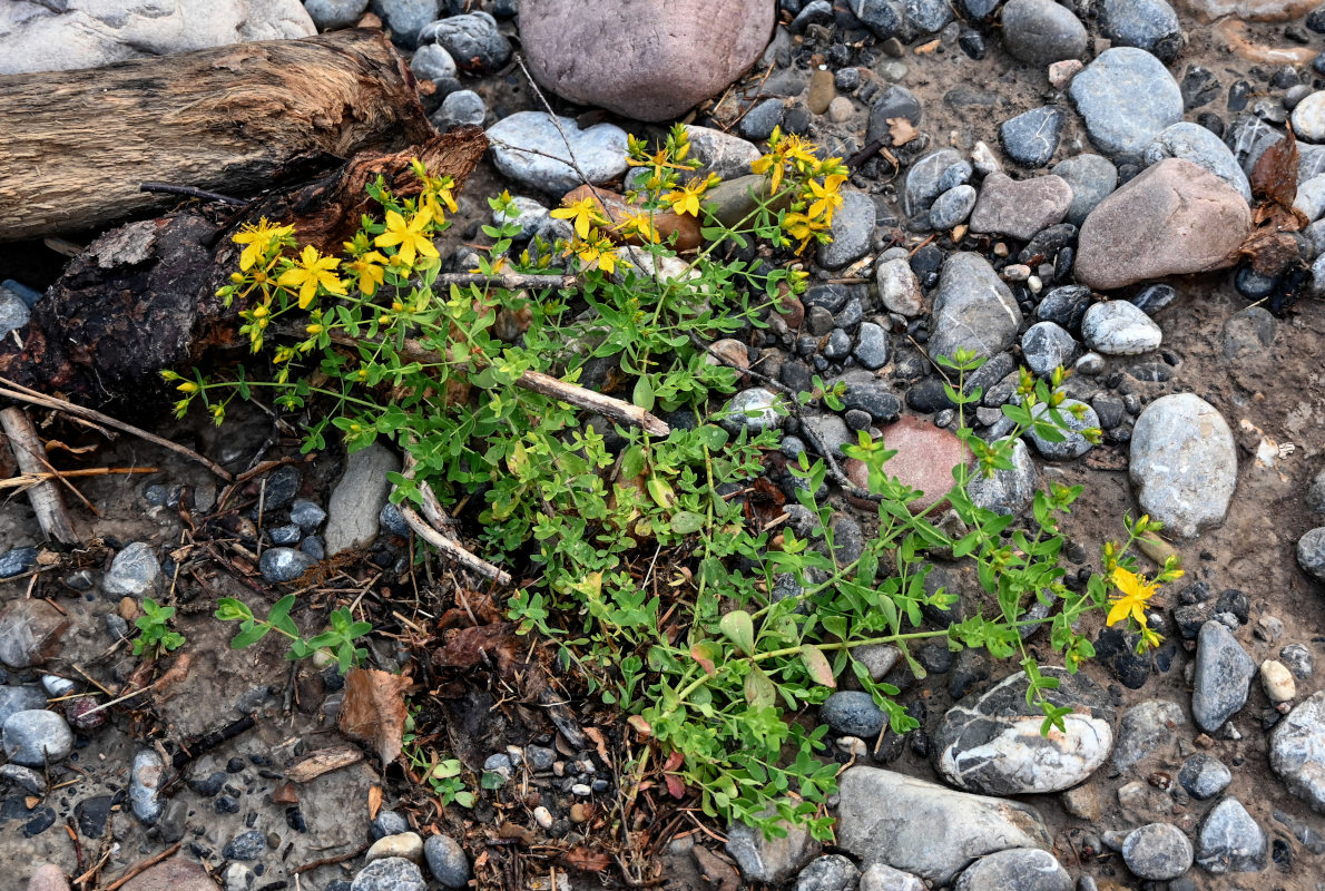 Image of Hypericum perforatum specimen.