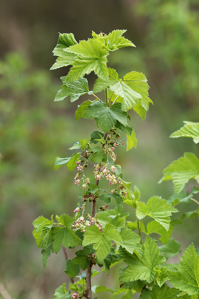 Изображение особи Ribes nigrum.