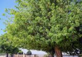 Dalbergia sissoo. Часть кроны взрослого дерева. Египет, мухафаза Асуан, г. Ком-Омбо, в культуре. 05.05.2023.