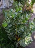 Calotropis procera