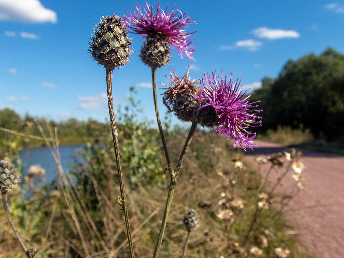 Изображение особи Centaurea scabiosa.
