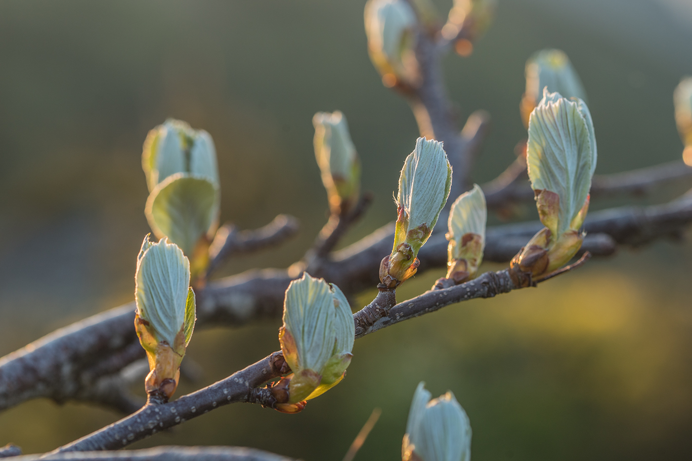 Изображение особи род Sorbus.