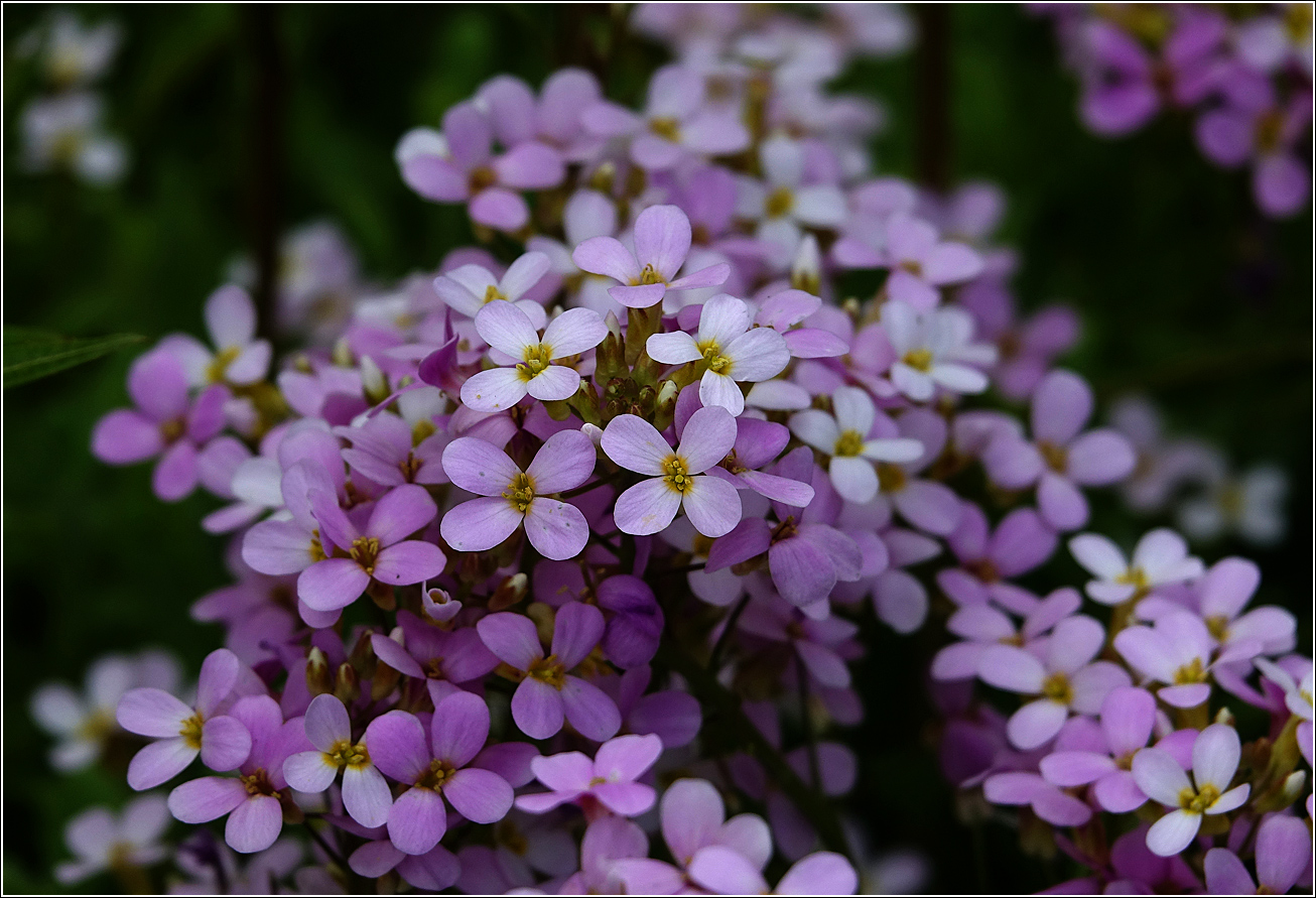 Изображение особи Arabis &times; arendsii.