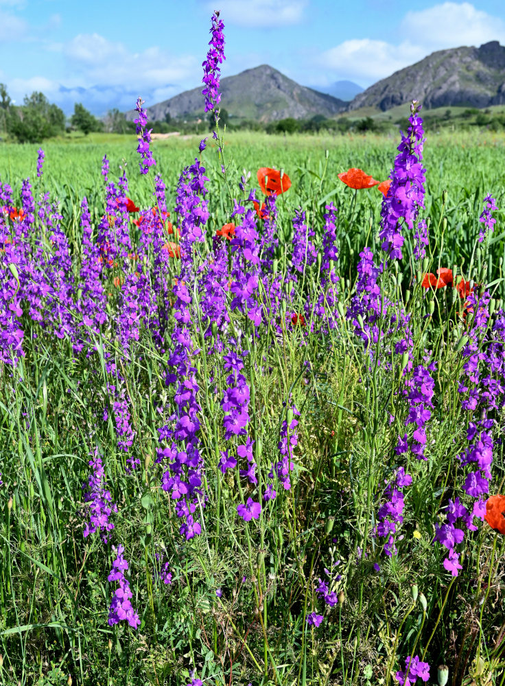 Image of Delphinium hispanicum specimen.