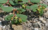 Euphorbia chamaesyce. Верхушки побегов с соцветиями. Луганская народная республика, г. Луганск, ул. Оборонная, детская обл. клиническая больница, тротуар, в трещине асфальт. покрытия. 24.07.2023.