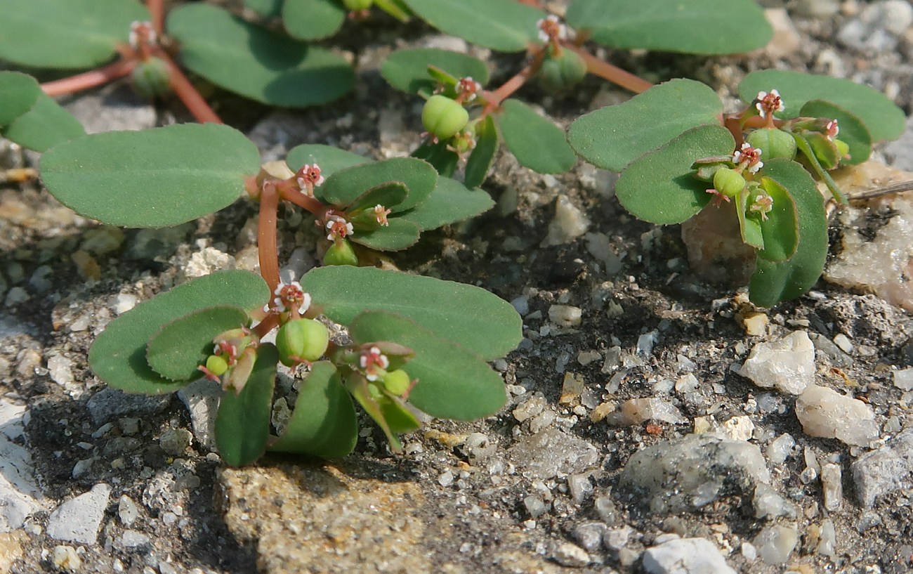 Изображение особи Euphorbia chamaesyce.