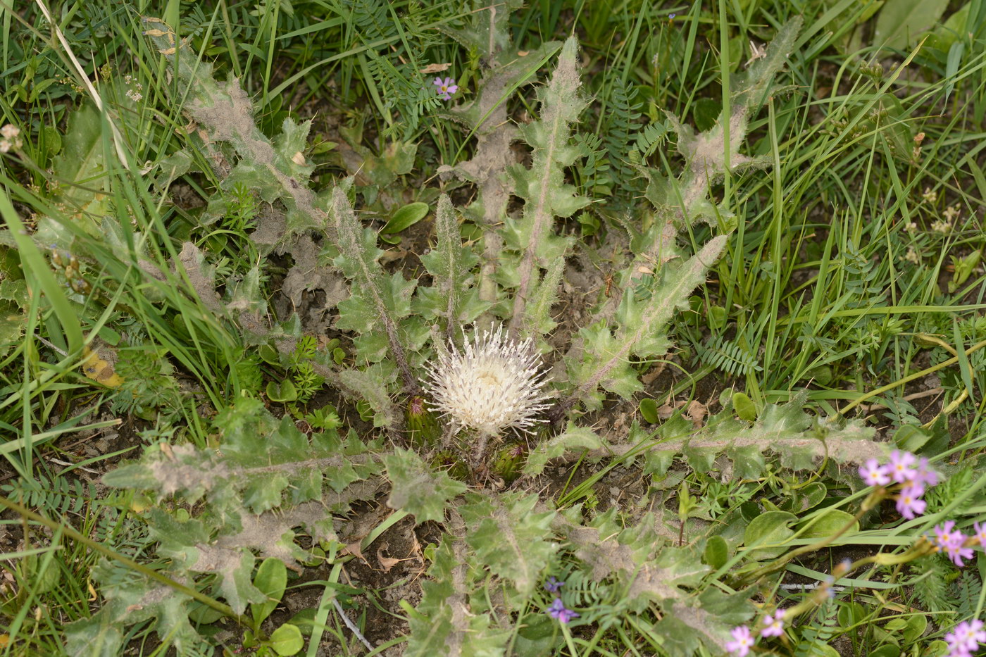 Изображение особи Cirsium esculentum.