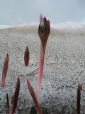 Erythronium sibiricum. Растения, пробившиеся сквозь снежник. Восточный Казахстан, Южный Алтай, хр. Сарымсакты, пер. Бурхат, ≈ 2200 м н.у.м., склон северной экспозиции. 23 июня 2023 г.